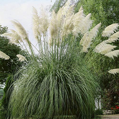 thumbnail interactive-video image 1 of White Pampas Ornamental Grass Seeds – Over 1,000 Seeds – USA Grown & Shipped – Deer Resistant 1 of 5