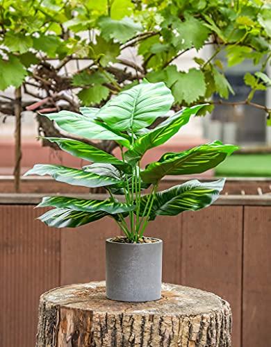 indoor lily plants American Plant Exchange Spathiphyllum Peace Lily Live Plant, Easy Care Flowering Houseplant, 6-Inch White Deco Pot, 15-24 Inches Tall, Low Light,